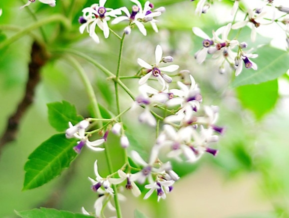 Nhớ mùa hoa xoan nở - Báo Cao Bằng điện tử Nhớ Mùa Hoa Xoan Nở - Báo Cao Bằng Điện Tử