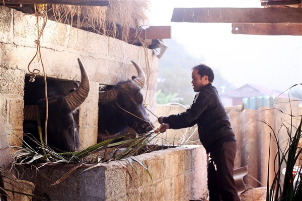 Nuôi trâu nhốt chuồng cho lợi nhuận tiền tỷ mỗi năm