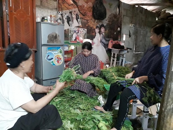 Hiệu quả mô hình trồng su su lấy ngọn ở xã Hồng Thái Tuyên Quang