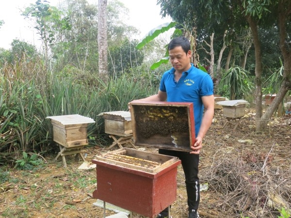 Người nông dân mạnh dạn đầu tư mô hình nuôi ong lấy mật dưới tán rừng 