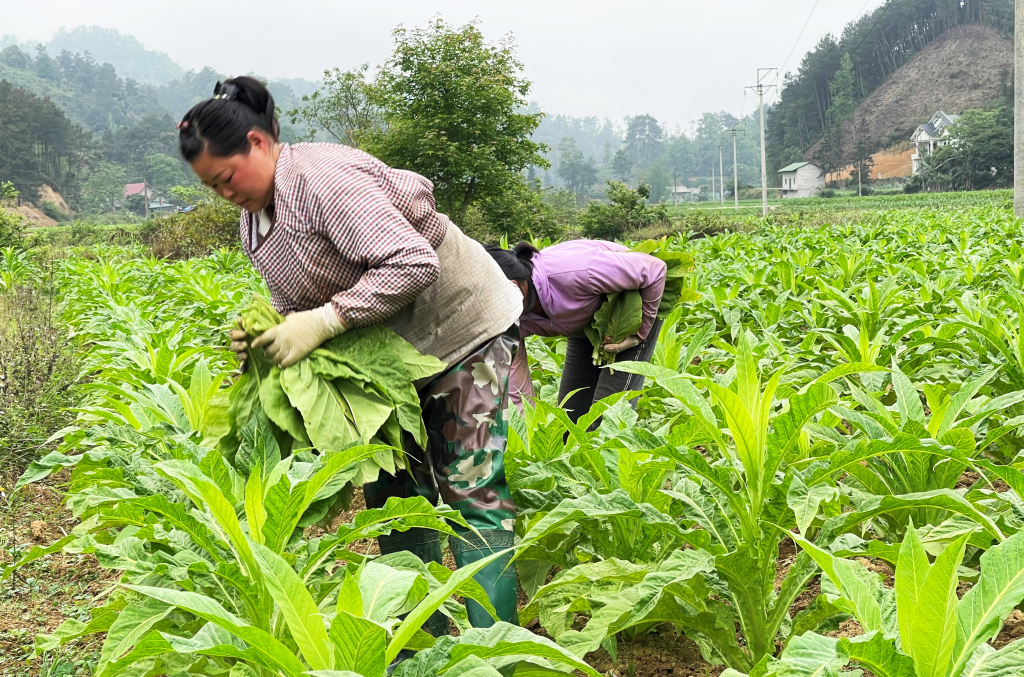 Nông dân huyện Trùng Khánh thu hoạch thuốc lá vụ đông xuân năm 2023.