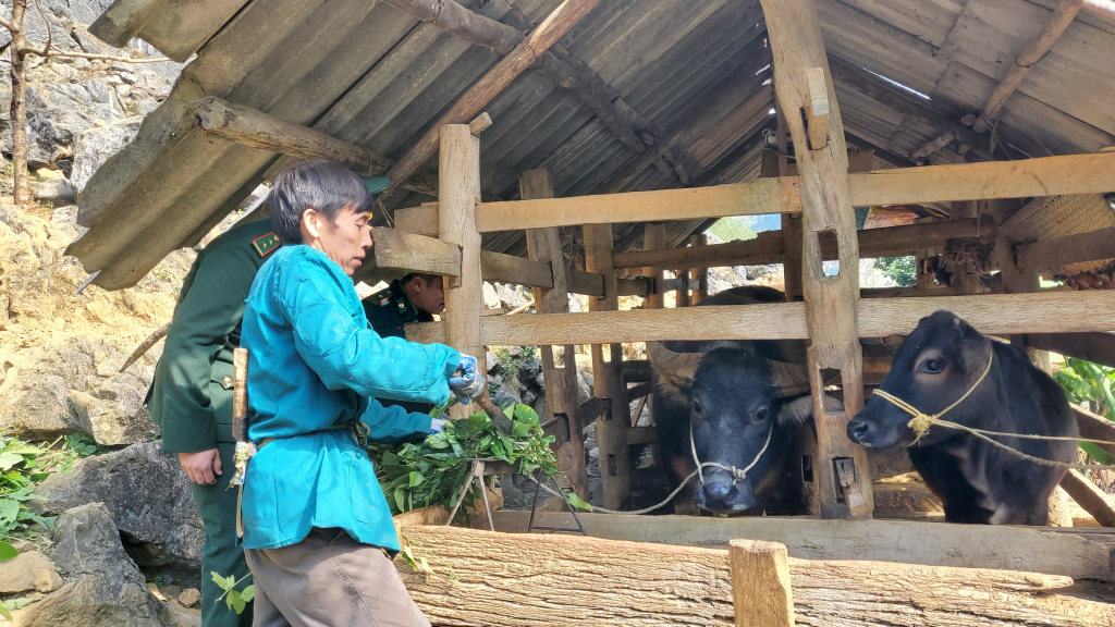 Người dân xã Lũng Nặm (Hà Quảng) nuôi bò vỗ béo.
