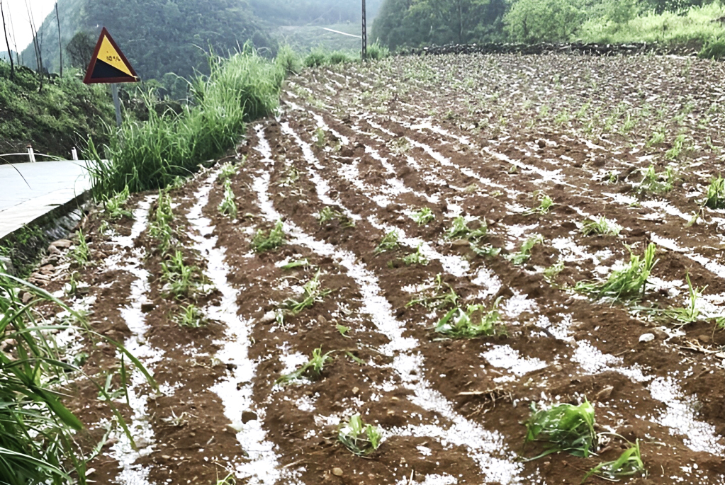 Nhiều diện tích cây trồng của huyện Trùng Khánh bị hư hại do mưa đá gây ra chiều 8/5/2023.