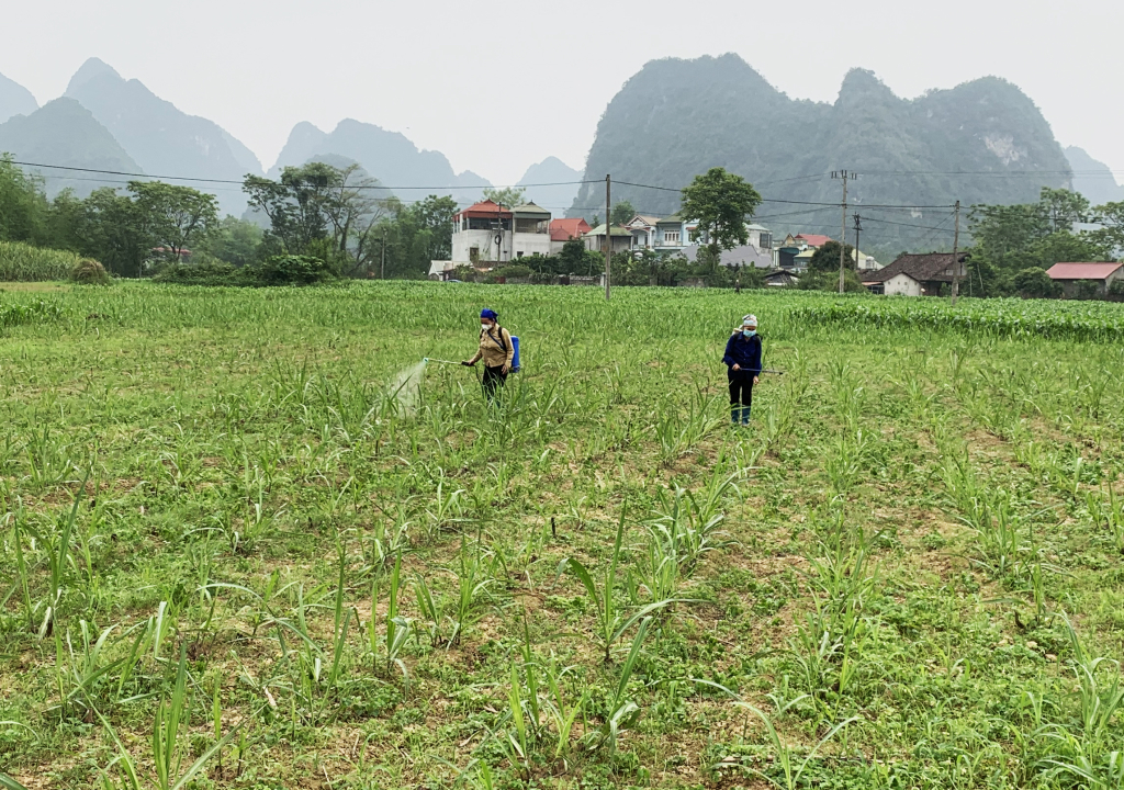 Do hạn hán kéo dài, nhiều diện tích mía của huyện Quảng Hòa cây còi cọc, ảnh hưởng đến sinh trưởng và phát triển.