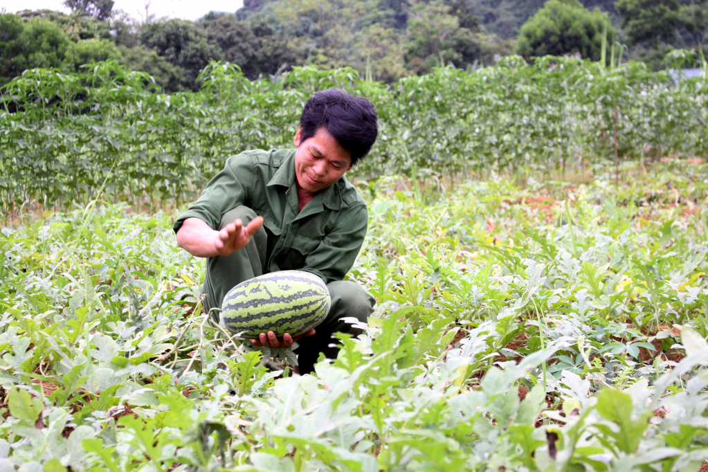 Thời điểm khoảng đầu tháng 6 là bắt đầu vụ mùa thu hoạch dưa hấu ở xã Đại Sơn. Hộ trồng ít từ 1.000 - 2.000 m2, hộ trồng nhiều từ 7.000 - 10.000 m2.