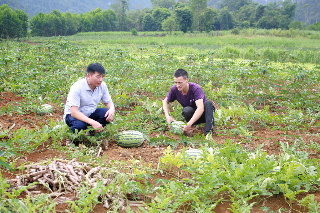 Xã Đại Sơn có 36,86 ha dưa hấu, sản lượng hơn 405 tấn, tập trung nhiều ở 3 xóm: Bản Chu, Bản Mới, Đà Sơn với hơn 70 hộ tham gia.
