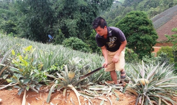 Nông dân xóm Bản Sẳng, xã Bạch Đằng (Hòa An) chăm sóc cây dứa trước khi thu hoạch quả.