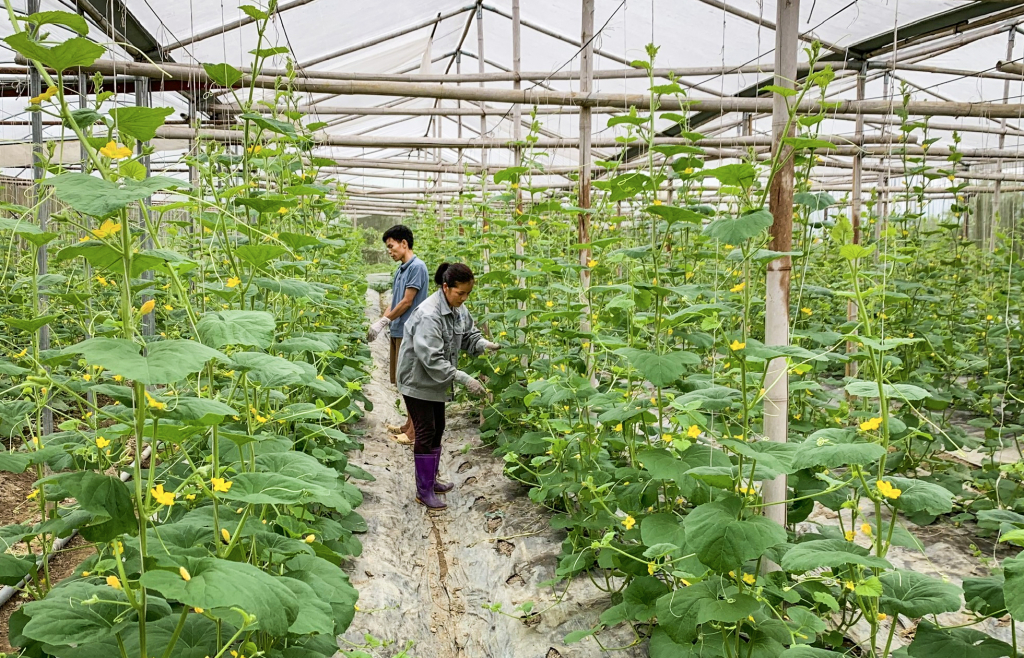 Mô hình trồng dưa lưới của Hợp tác xã dịch vụ nông nghiệp Nam Phong, xã Hưng Đạo (Thành phố).