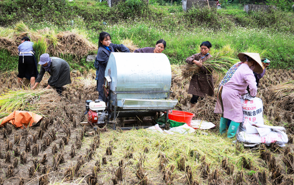 Phụ nữ xã Quốc Toản (Quảng Hòa) giúp nhau thu hoạch lúa mùa. Ảnh Thế Vĩnh