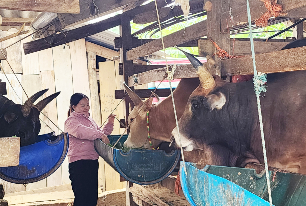  Hội viên, nông dân thị trấn Pác Mjầu (Bảo Lâm) chăm sóc bò.