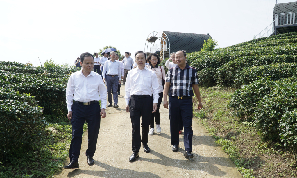 Đoàn đại biểu thành phố Bách Sắc, QUảng tây (Trung Quốc) thăm quan, khảo sát khu đồn điền chè của Công ty TNHH Kolia tại xã Thành Công (Nguyên Bình).
