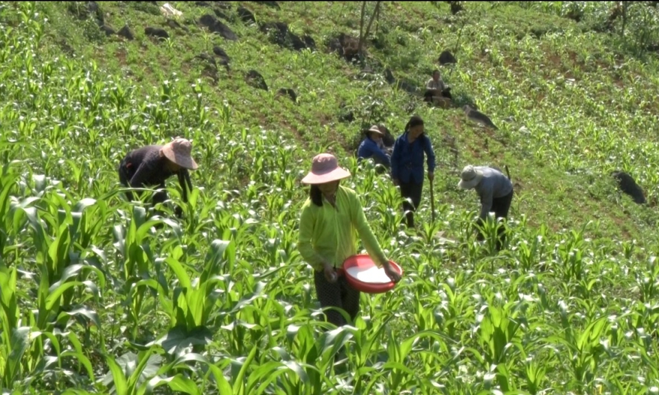 Hạ Lang trồng trên 1.950 ha cây trồng vụ đông - xuân