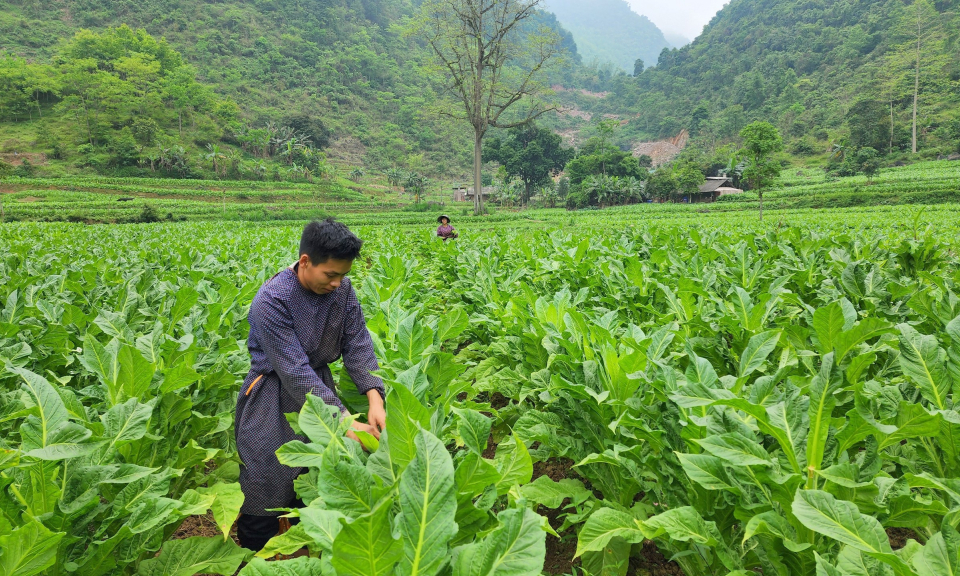 Hòa An thu hoạch thuốc lá nguyên liệu đạt trên 80% diện tích