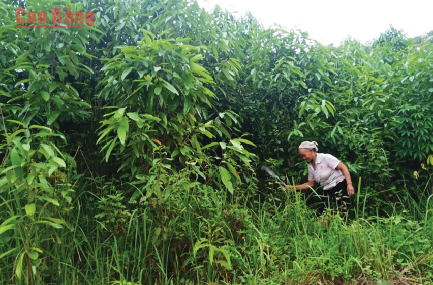 Nhân dân xã Tam Kim (Nguyên Bình) chăm sóc cây quế.