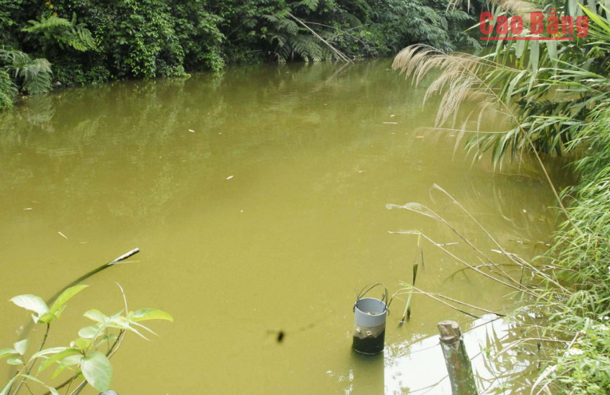 Nước thải tại hồ điều hòa số 4 luôn đảm bảo các chỉ tiêu sinh hóa trước khi xả vào môi trường.