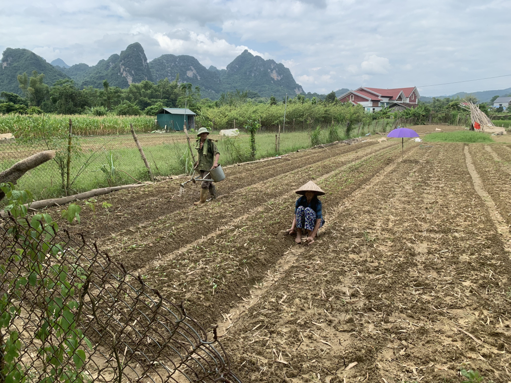 Sau ngập lụt, người dân xóm Nà Tẻng, thị trấn Nước Hai (Hòa An) sớm bắt tay vào cải tạo đất, trồng cây rau màu vụ đông. 
