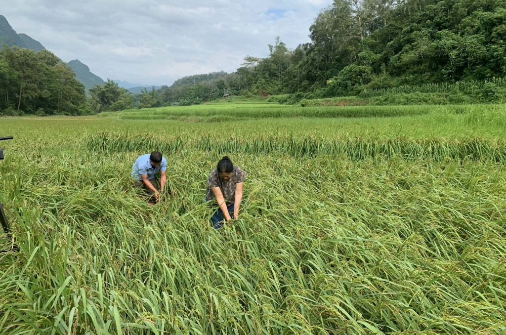 Nông dân Hà Quảng ra đồng khắc phục ruộng lúa bị gãy đổ.