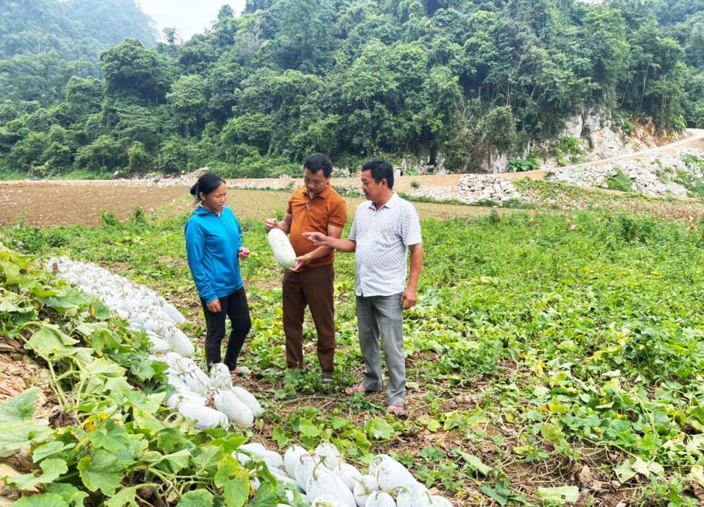  Nhân dân xã Vân Trình (Thạch An) phát triển cây bí thơm. 