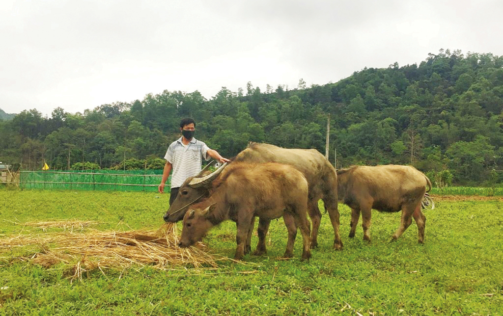 Nông dân Thị trấn Nguyên Bình (Nguyên Bình) phát triển nuôi trâu, góp phần tăng thu nhập.