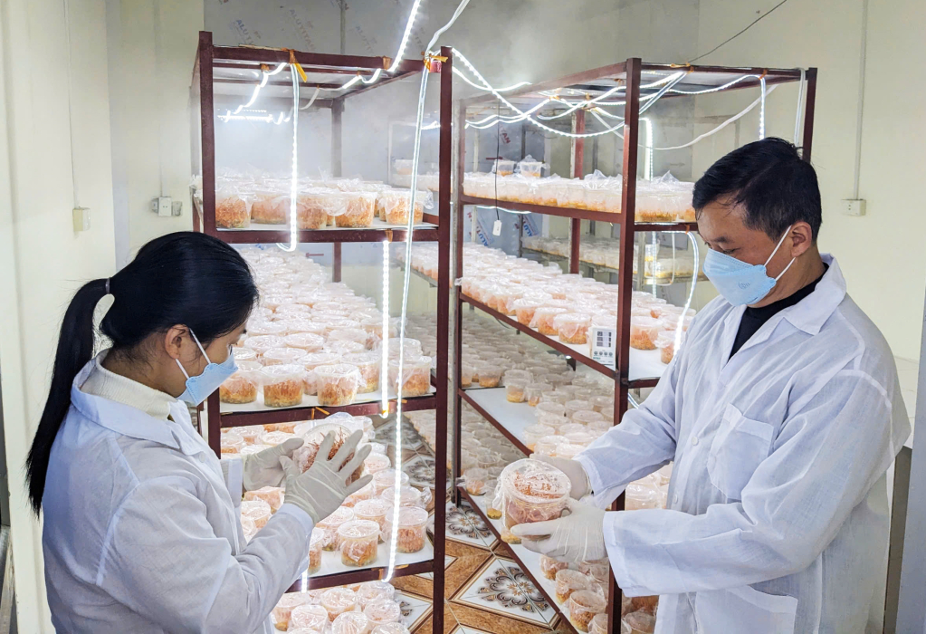 Phòng nuôi cấy nấm đông trùng hạ thảo của Trung tâm Ứng dụng tiến bộ khoa học và công nghệ.