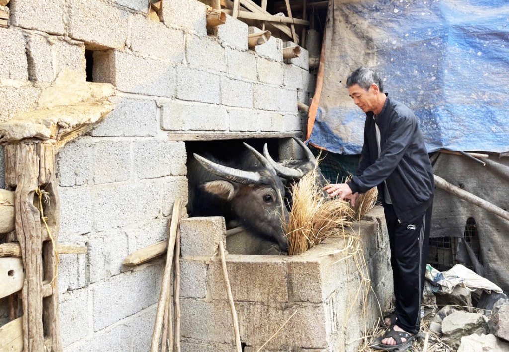 Chuồng trại chăn nuôi trâu của người dân xóm Sộc Phường, xã An Lạc (Hạ Lang) đã được di dời ra xa nhà ở.