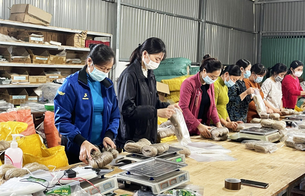 Sản phẩm miến dong của Hợp tác xã Nông nghiệp Ba Sạch (Thành phố) kết nối cung ứng ra thị trường trong và ngoài tỉnh.