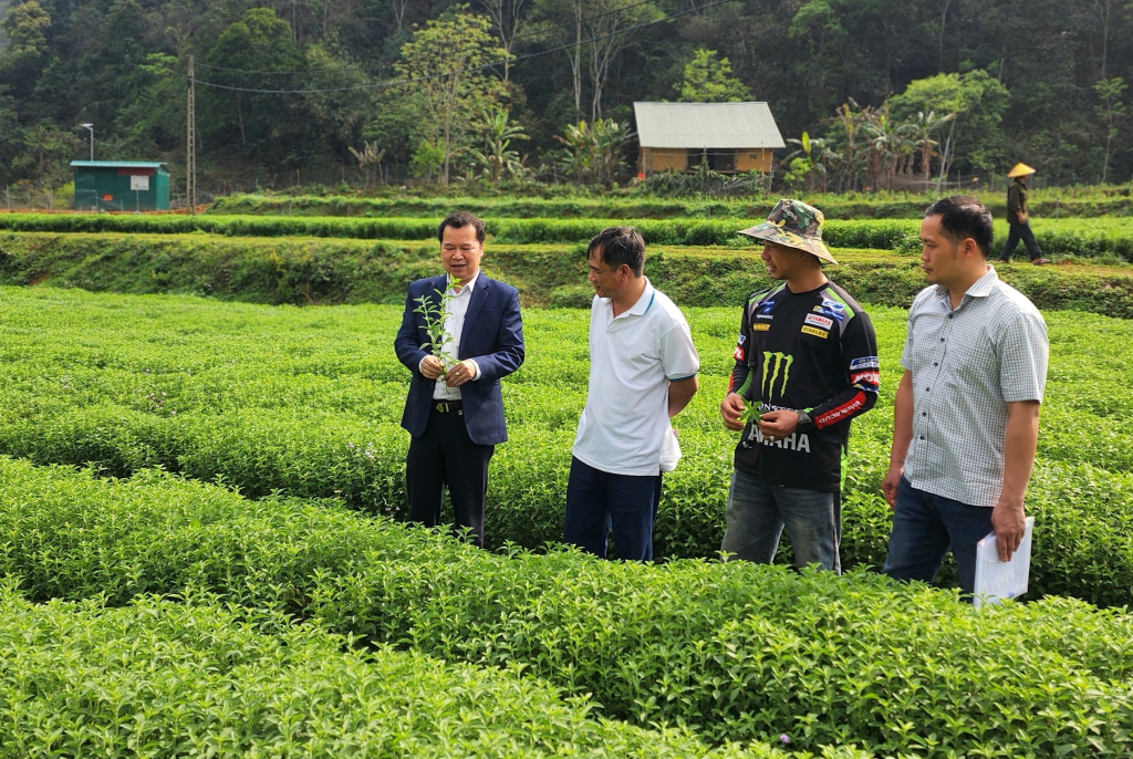 Liên minh Hợp tác xã tỉnh nắm tình hình hoạt động các hợp tác xã tại huyện Thạch An