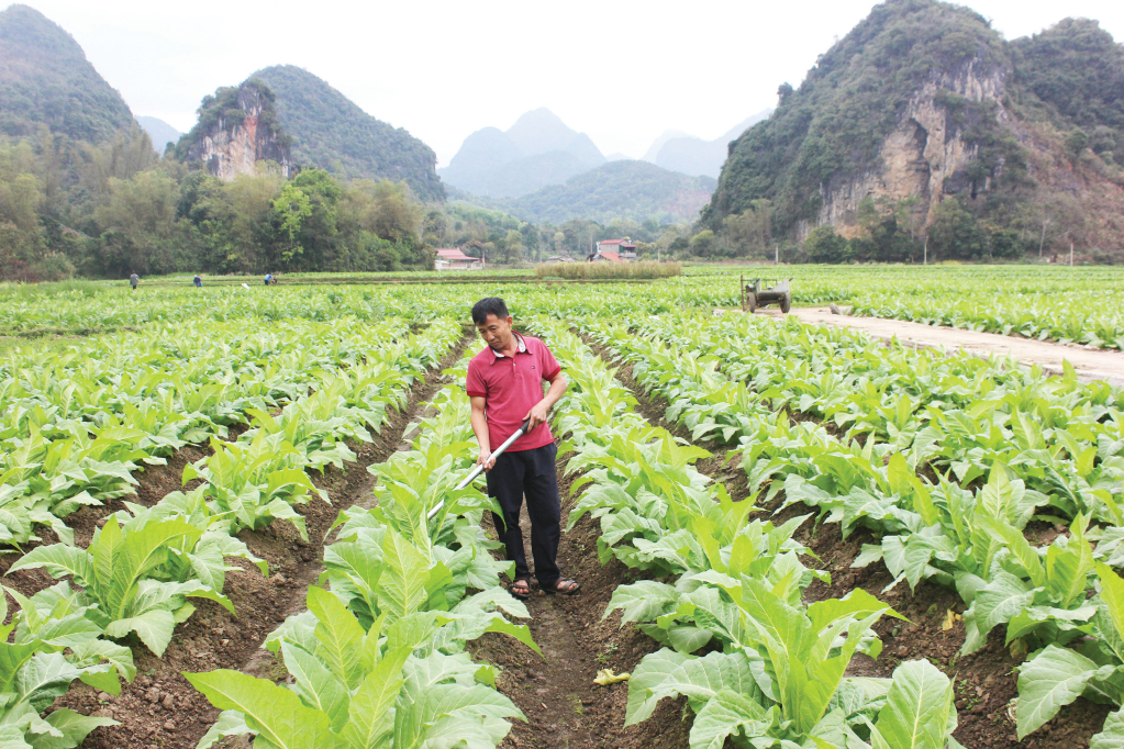 Nông dân Hòa An thi đua sản xuất, kinh...