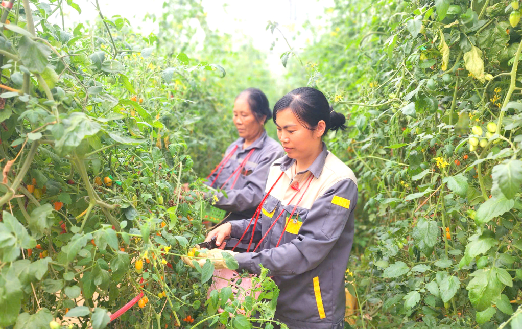 Thu hoạch cà chua tại Hợp tác xã Nông nghiệp Trường Anh, xã Hưng Đạo (Thành phố).