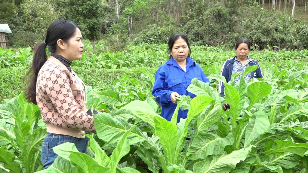 Gương sáng phụ nữ làm kinh tế giỏi