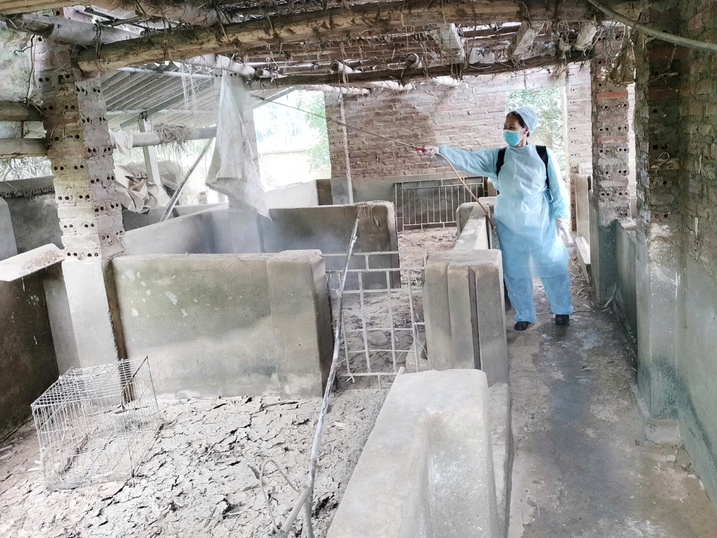 Tái đàn lợn sau dịch: Cẩn trọng từ vốn,...